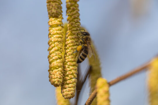 flowering hazelnut tree and bee collecting pollen
