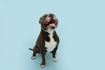 Portrait american bully terrier sticking tongue out. Summer heat concept. Isolated on blue colored bacground.