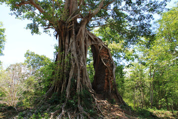 Fototapeta na wymiar The ruins of Sembo Pprei Kuk Kampong Thom, Cambodia