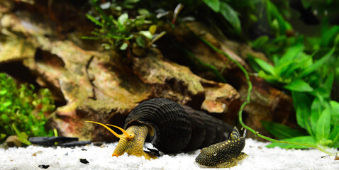 Aquatic snail Tylomelania and Borneo loach Gastromyzonin in an aquarium.