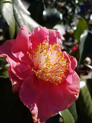 Beautiful Сamellia flower in the greenhouse close-up