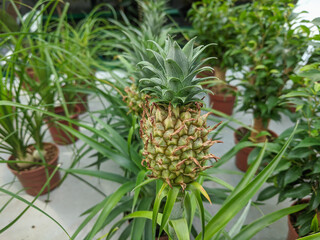 Small Pineapple growing in the greenhouse close-up