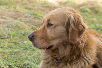 golden retriever dog portrait