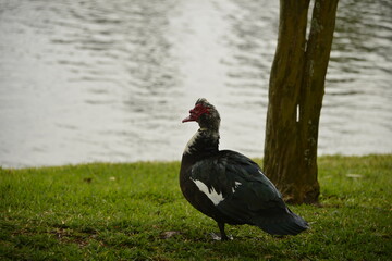 Large Muscovy duck stands in the sunshine