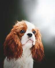 king charles spaniel dog puppies