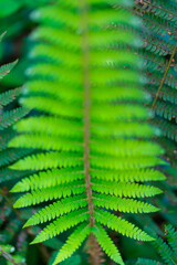 FERN - HELECHO, The Holy Road Lebaniego, Senda Fluvial del Nansa, Cantabria, Spain, Europe