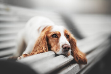 Russian spaniel dog in the city