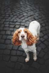 Russian spaniel dog in the city