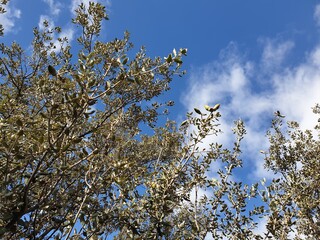 Oak tree with fruiting in the fall