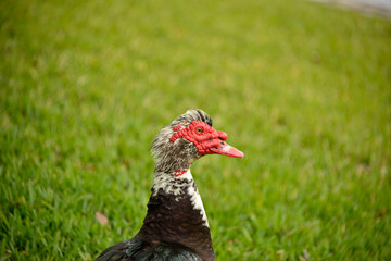 Large Muscovy drake up close head detail