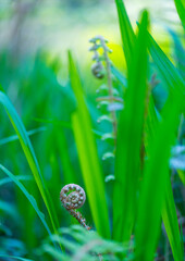 FERN - HELECHO, The Holy Road Lebaniego, Senda Fluvial del Nansa, Cantabria, Spain, Europe