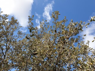 Oak tree with fruiting in the fall