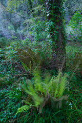 FERN - HELECHO, The Holy Road Lebaniego, Senda Fluvial del Nansa, Cantabria, Spain, Europe