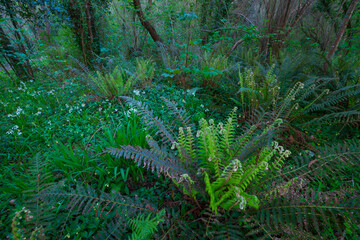 FERN - HELECHO, The Holy Road Lebaniego, Senda Fluvial del Nansa, Cantabria, Spain, Europe