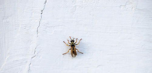 hornet on a white background