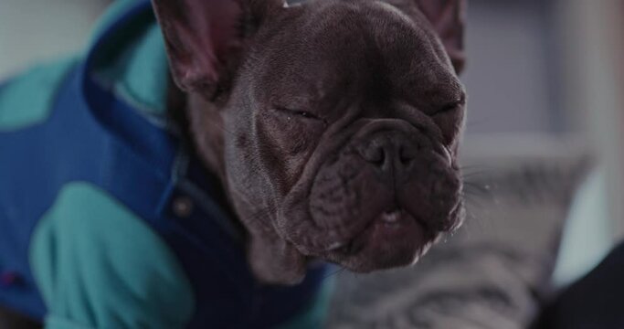 Close-up of Funny Domestic Black French Puppy of Bulldog Wearing Blue Clothes COstume Barking and Eating Food Snacks. Home Interior Background. Pets.