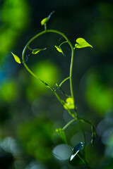 Smilax aspera, with common names common smilax,- ZARZAPARRILLA, The Holy Road Lebaniego, Senda Fluvial del Nansa, Cantabria, Spain, Europe