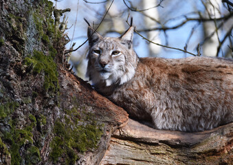 Luchs auf altem Baum 