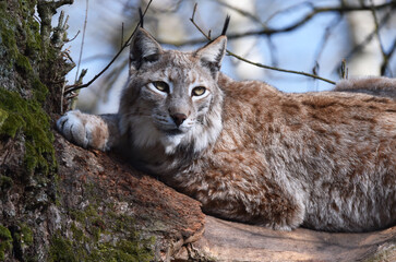 Obraz premium Luchs auf altem Baum 