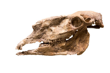 The skull of hipparion (lat. Hipparion hippidiodus) isolated on a white background. Paleontology Middle Pliocene fossil animals.