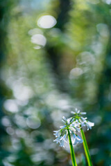 SPRING, The Holy Road Lebaniego, Senda Fluvial del Nansa, Cantabria, Spain, Europe