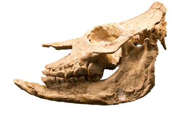 The skull of the short-legged rhinoceros Chilotherium (Latin: Chilotherium cf. habereri) is...