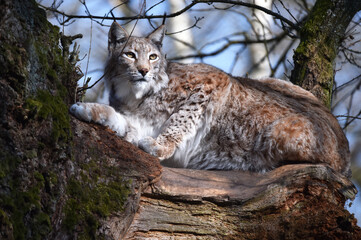 Fototapeta premium Luchs auf altem Baum 