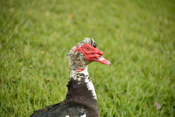 Isolated large Muscovy drake, head detail