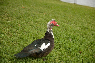 Muscovy drake stands in the sunshine