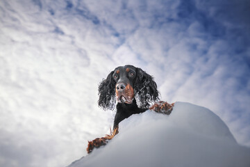 scottish setter dog