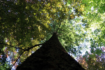 tree Gimle Gård. Photo Arne Ranneberg-Nilsen