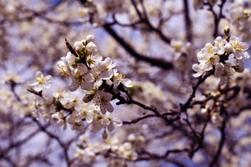 Blooming sakura tree. Pink flowers.