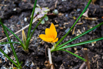 yellow crocus flower