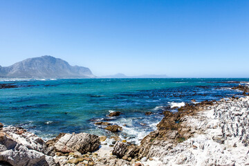 African penguin on the rocks near the ocean in Betty's Bay, Western Cape, South Africa 