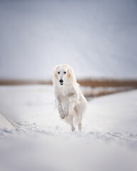 Borzoi dog in the park