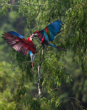 Two green winged Macaws play and feed each other high in the trees in the Amazon Basin of the Peruvian Rain forest located in the buffer zone to the Tambopata National Reserve.   