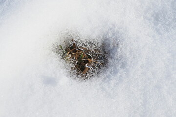 First fresh green in holes of the snow cover of a countryside meadow - 423250800