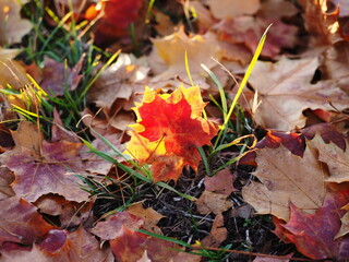 Thick carpet of Autumn leaves on the ground with red glow to one leave - 423250805