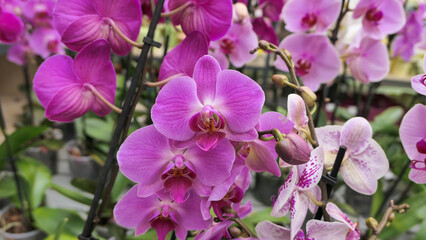 Beautiful phalaenopsis orchids in the greenhouse