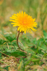 Dandelions on a green meadow. Open single yellow flower with many petals framed with green grass in spring. Plant of the genus Taraxacum. Green serrated leaves in soft bokeh.