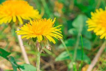 Yellow flowers of the common dandelion in detail. Meadow flower in spring in sunshine. Petals with flower stems. Green leaves and more yellow flowers in the backgroundYellow flowers of the common dand