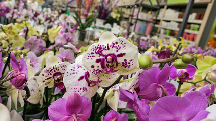 Beautiful phalaenopsis orchids in the greenhouse