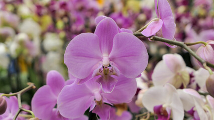 Beautiful phalaenopsis orchids in the greenhouse