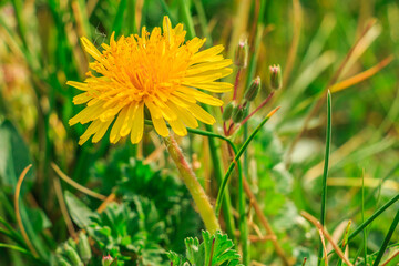 Common dandelions in a meadow. Yellow bloom in spring in detail. Green grass in the sunshine with meadow flowers. Open flower head with flower petals with flower pollen. Flower stem with light fibers.