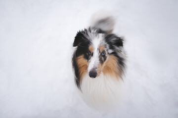 blue merle sheltie dog with beautiful eyes