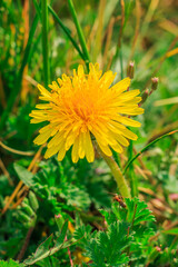 Green grass in the sunshine with meadow flowers. Common dandelions in a meadow. Ant on grass leaf in the foreground. Yellow bloom in spring in detail. Open flower head with flower petals 