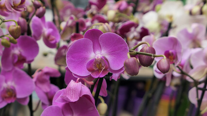 Beautiful phalaenopsis orchids in the greenhouse