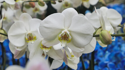 Beautiful phalaenopsis orchids in the greenhouse