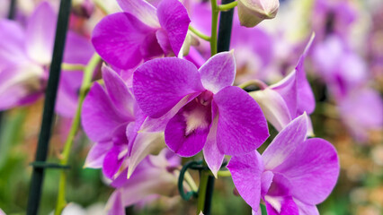 Beautiful phalaenopsis orchids in the greenhouse