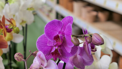 Beautiful phalaenopsis orchids in the greenhouse